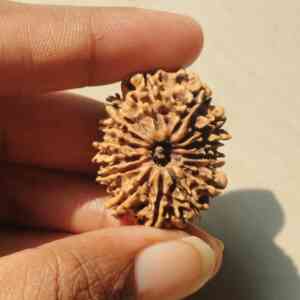 rudraksha