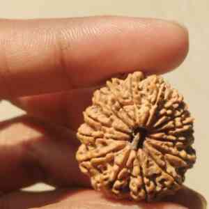 15 Mukhi Nepali Rudraksha 26.67MM