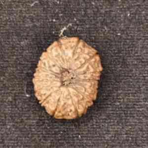 15 Mukhi Indonesian Rudraksha 21.32 MM